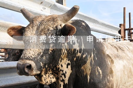 消费贷逾期 申请信用卡 消费贷逾期 申请信用卡